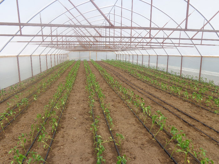 DSC00724; kapia plantat pe 28 in solar nou
