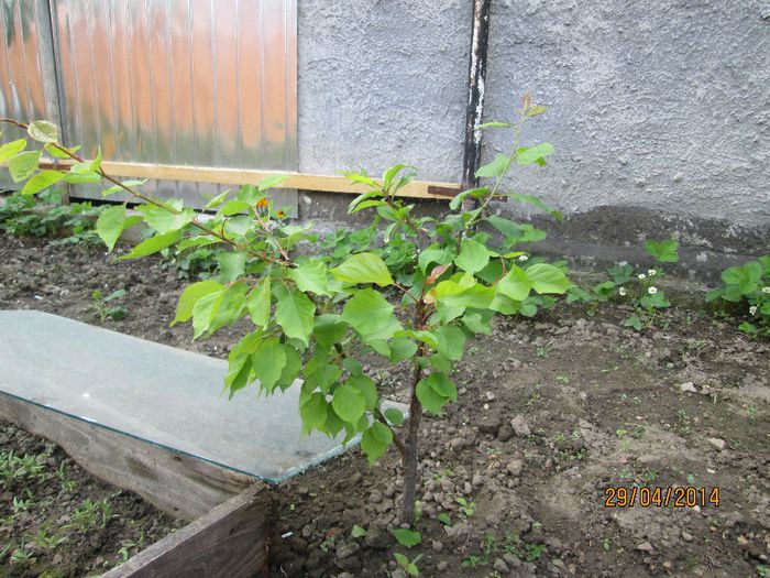 cais, prun, piersic pe corcodus - 4 Aprilie 14