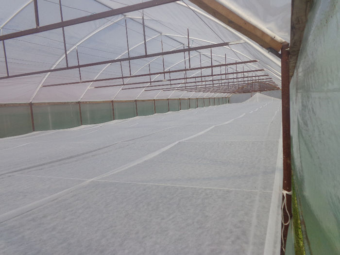 DSC00727; solar cu ardei gras. tavan protectie din agril
