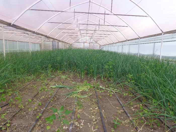 DSC00729; ceapa verde.binenteles alt solar
