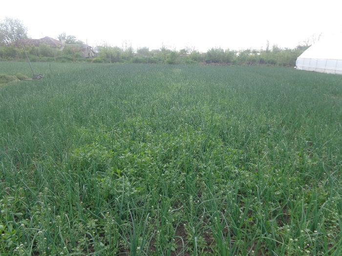 DSC00742; asa nu in ceapa.
