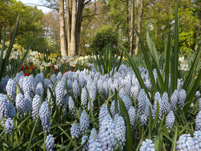 DSCF1595 - Keukenhof