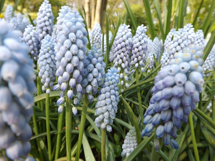 DSCF1596 - Keukenhof