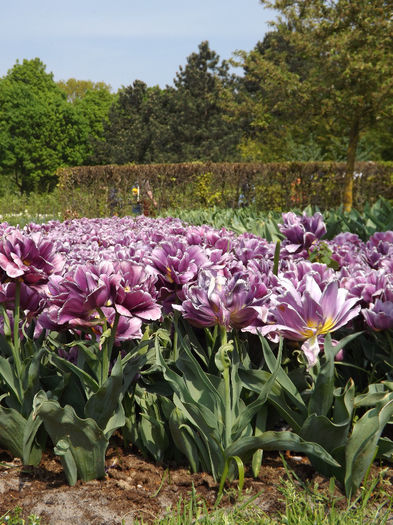 DSCF1612 - Keukenhof