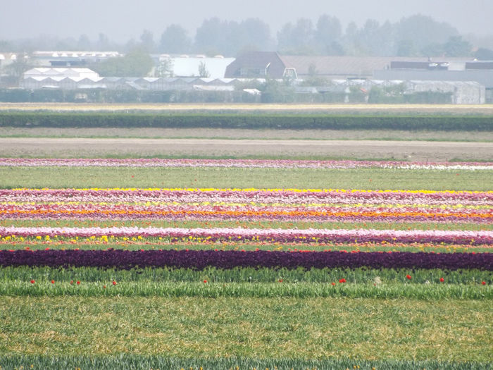DSCF1618 - Keukenhof