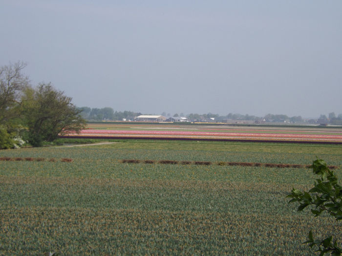 DSCF1619 - Keukenhof