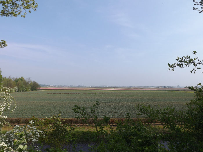 DSCF1620 - Keukenhof