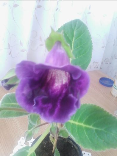 IMG_20140429_170424 - gloxinia 2014