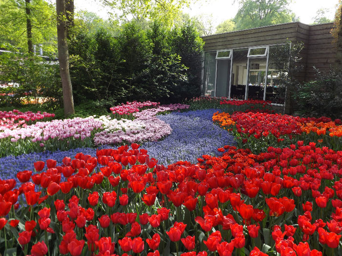 DSCF1842 - Keukenhof