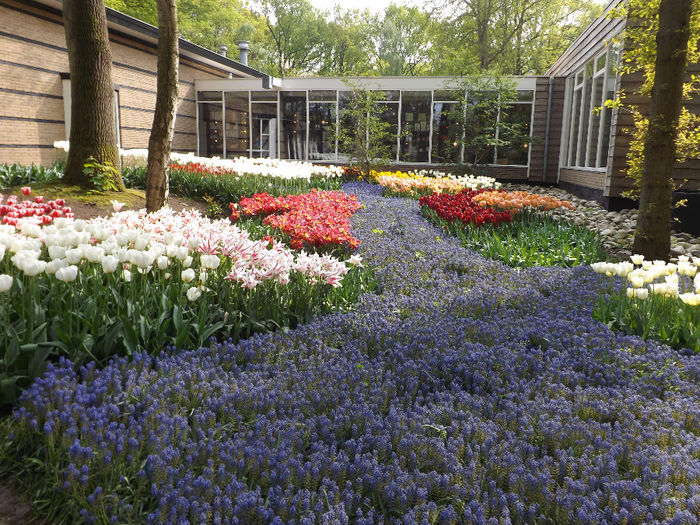 DSCF1843 - Keukenhof