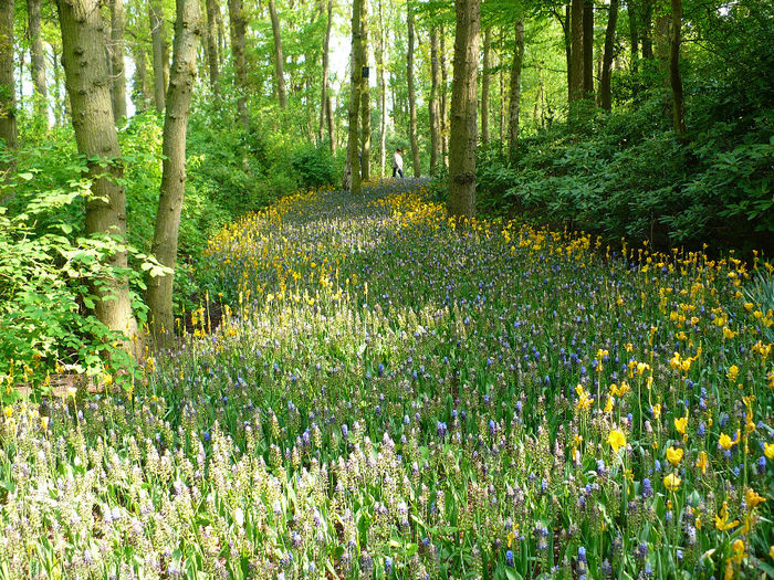 P1140272 - Keukenhof