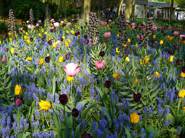 P1140273 - Keukenhof