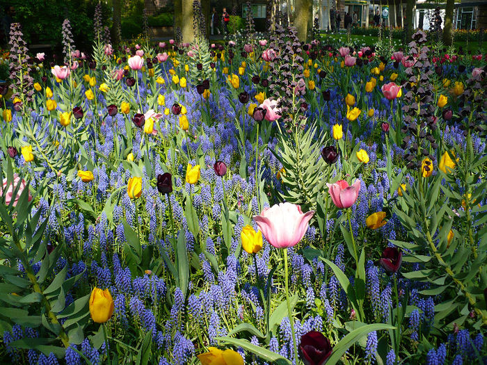 P1140274 - Keukenhof
