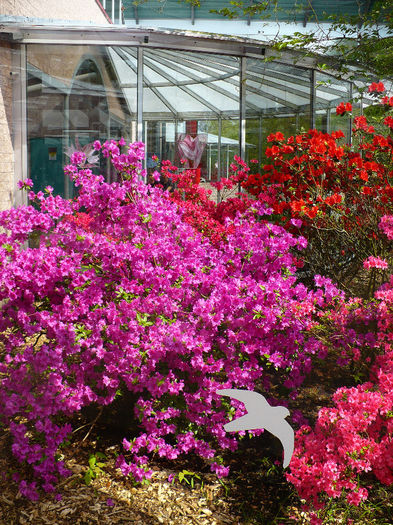 P1140416 - Keukenhof