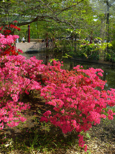 P1140417 - Keukenhof