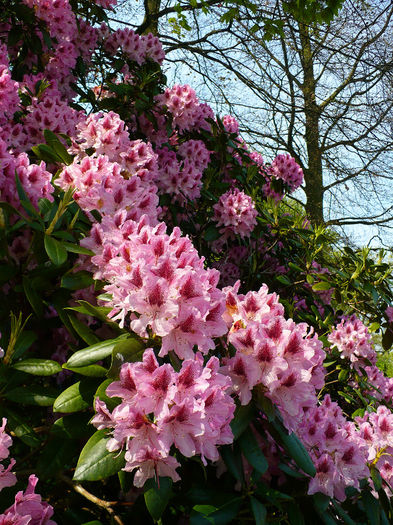 P1140419 - Keukenhof