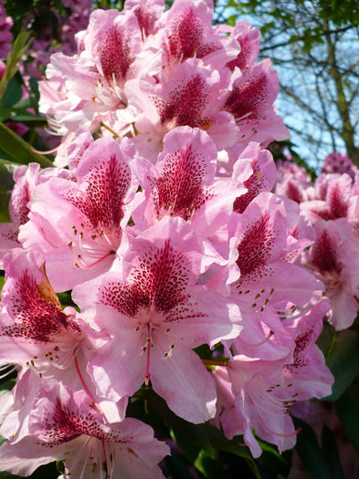 P1140420 - Keukenhof