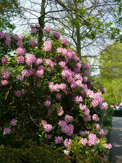 P1140421 - Keukenhof