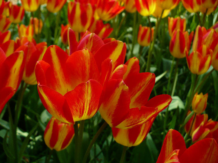 P1140426 - Keukenhof
