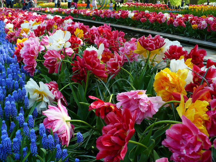 P1140429 - Keukenhof