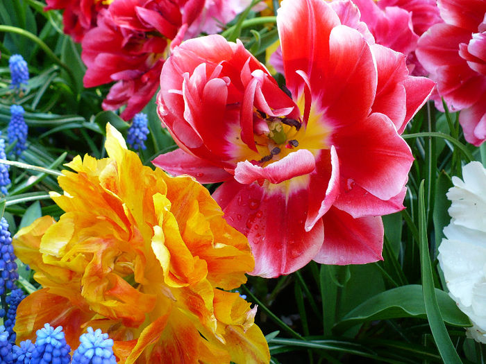 P1140430 - Keukenhof