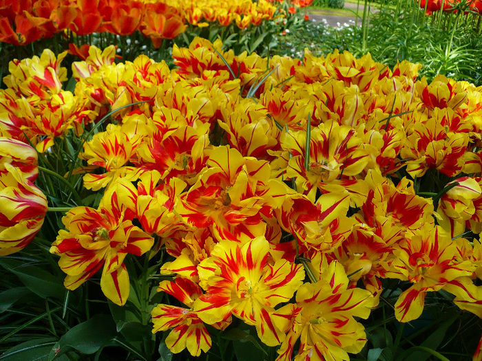 P1140431 - Keukenhof