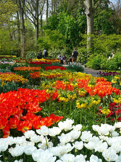 P1140433 - Keukenhof