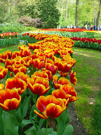 P1140435 - Keukenhof