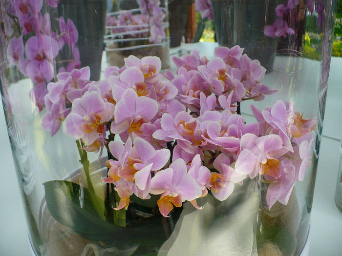 P1140438 - Keukenhof