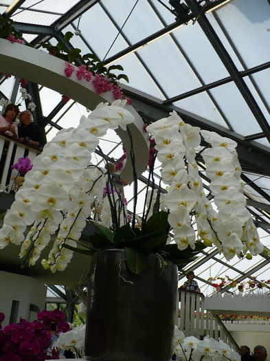 P1140440 - Keukenhof
