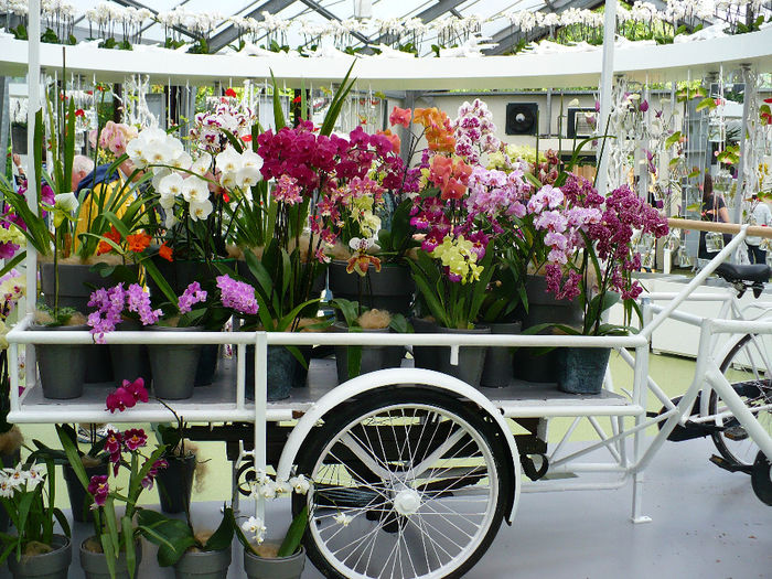 P1140442 - Keukenhof