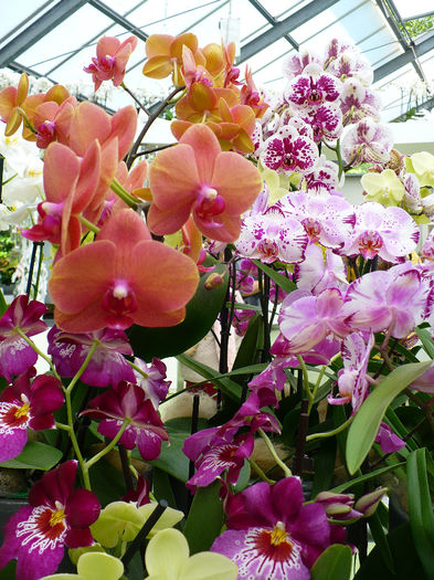 P1140443 - Keukenhof