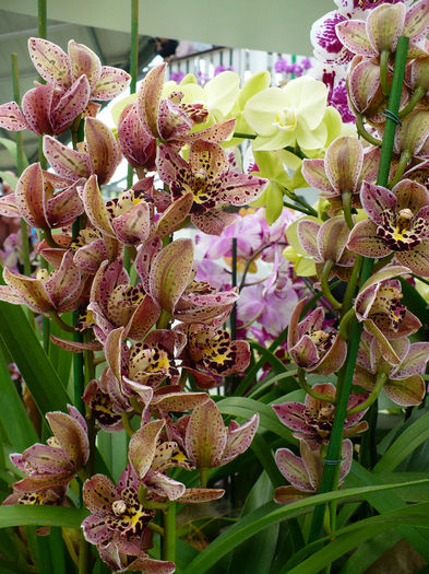 P1140449 - Keukenhof