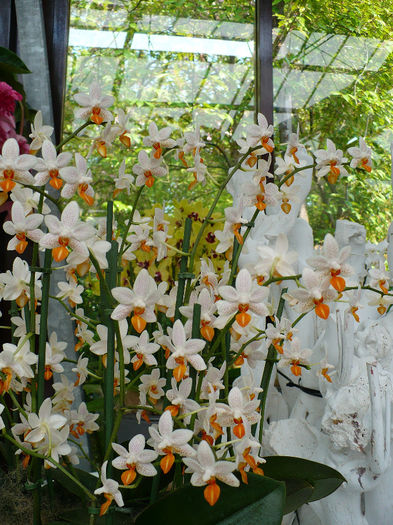 P1140458 - Keukenhof