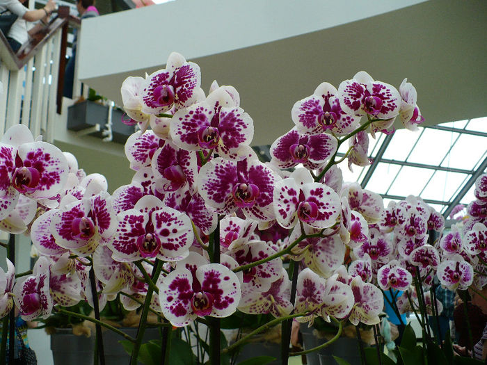 P1140463