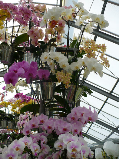 P1140471 - Keukenhof