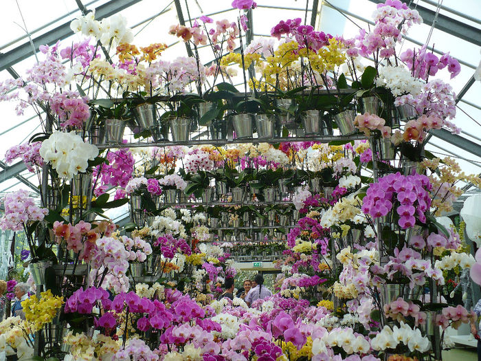 P1140472 - Keukenhof