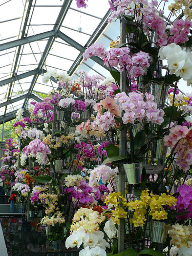 P1140473 - Keukenhof
