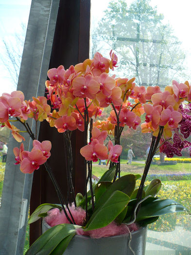 P1140474 - Keukenhof