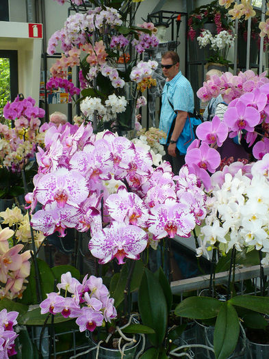 P1140482 - Keukenhof