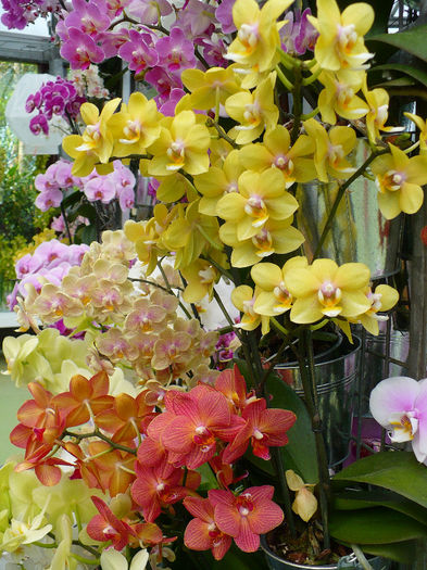P1140483 - Keukenhof