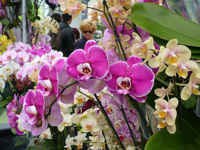 P1140484 - Keukenhof