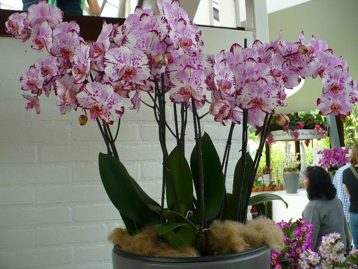 P1140503 - Keukenhof