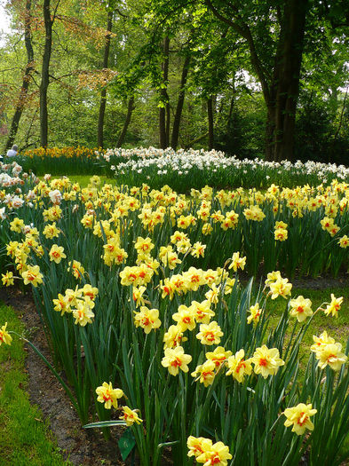 P1140520 - Keukenhof