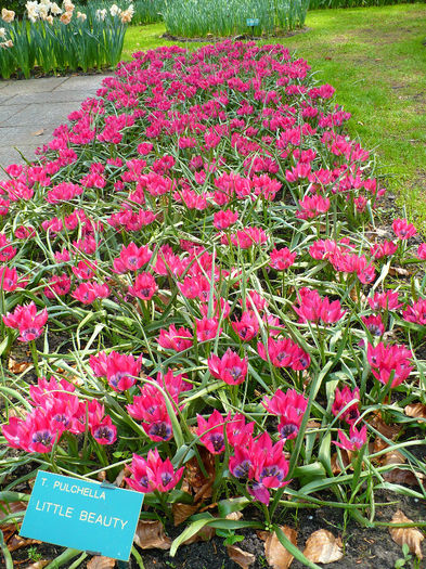 P1140521 - Keukenhof