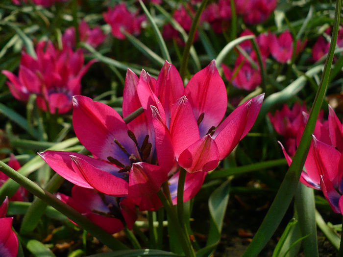 P1140522 - Keukenhof