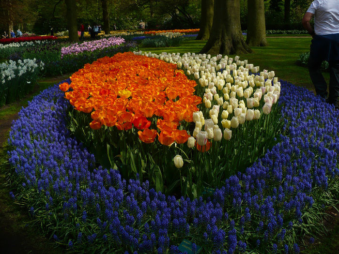 P1140524 - Keukenhof