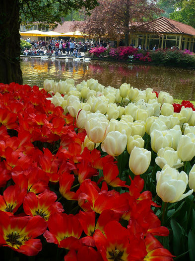 P1140526 - Keukenhof