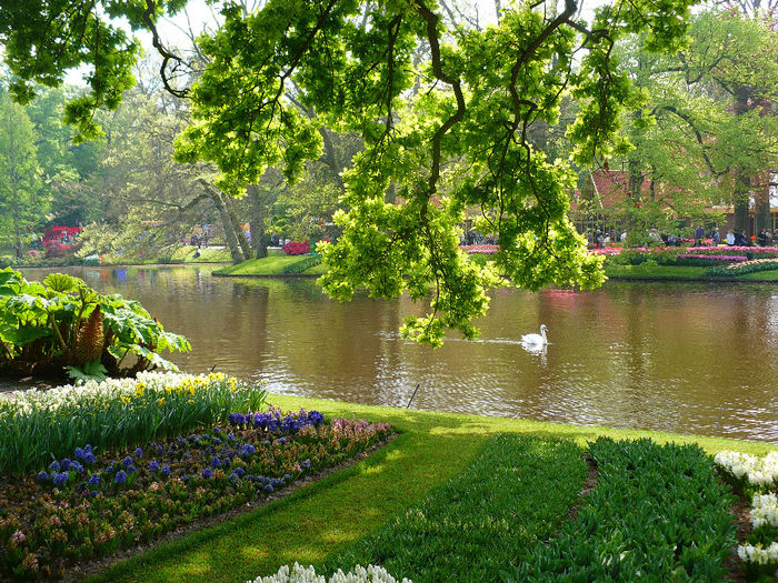 P1140527 - Keukenhof