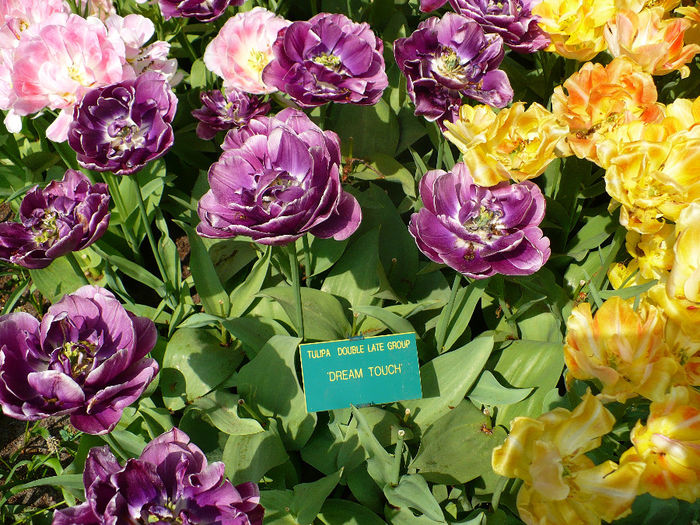 P1140530 - Keukenhof